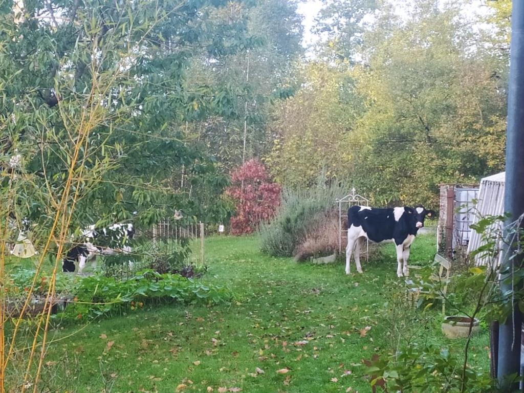 La Bruyere Du Coq Stables Guest House Sart-Dames-Avelines Exterior photo